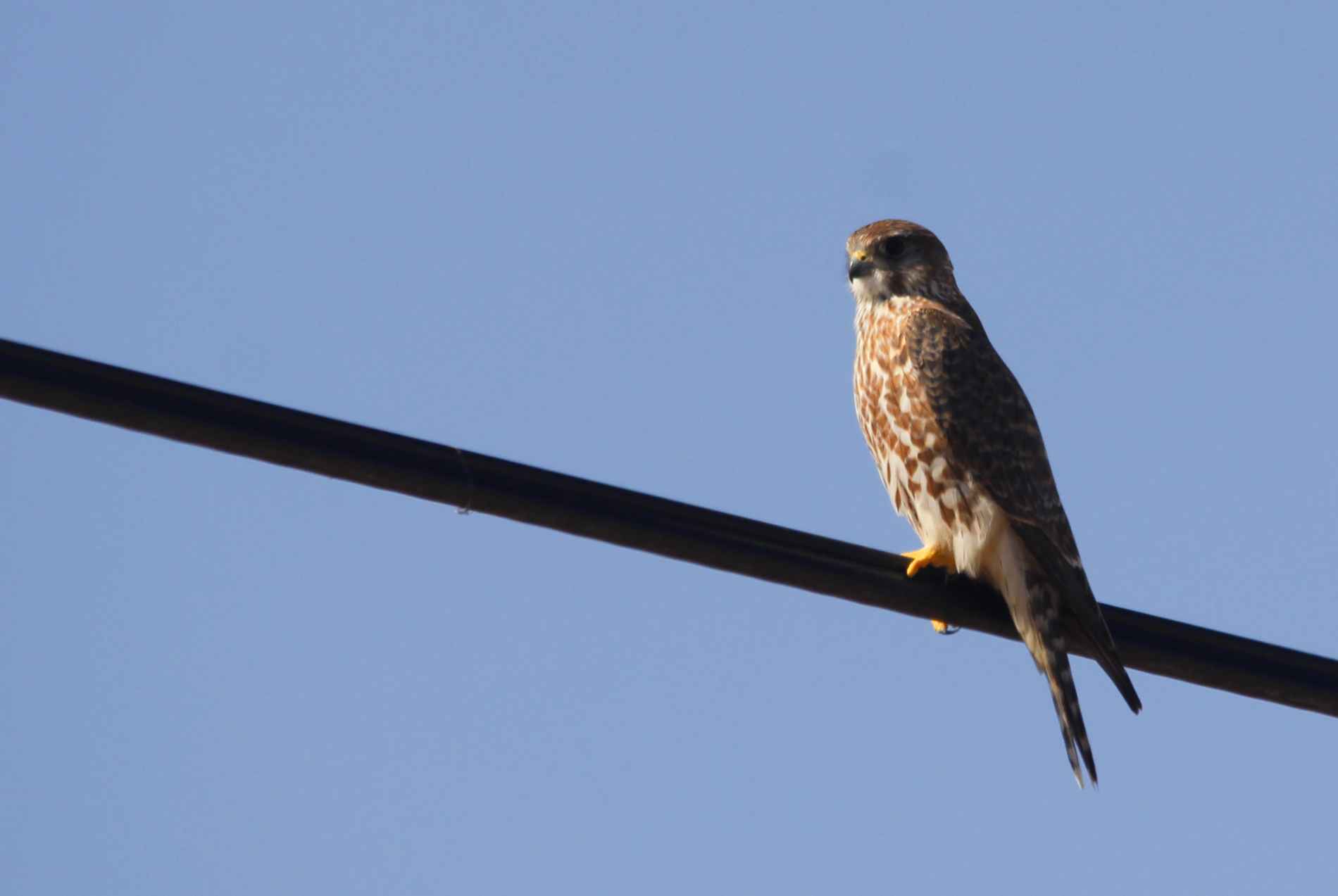 Merlin